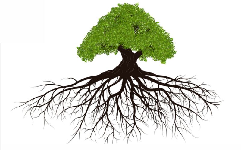 kiến thức sâu rộng